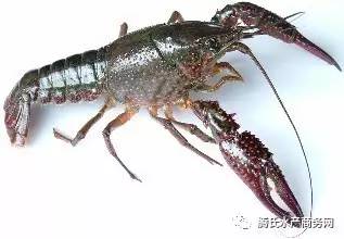 太瘋狂了 福州 寧波短短一周小龍蝦批發(fā)價跳漲50 武漢水產(chǎn)市場日銷活蝦40萬斤,小龍蝦蹦向全國